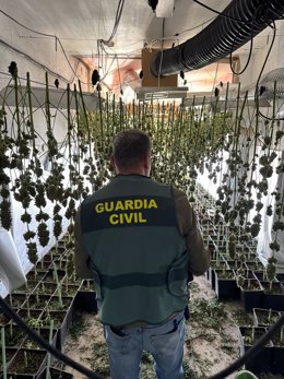 Operación contra el cultivo ilegal de marihuana