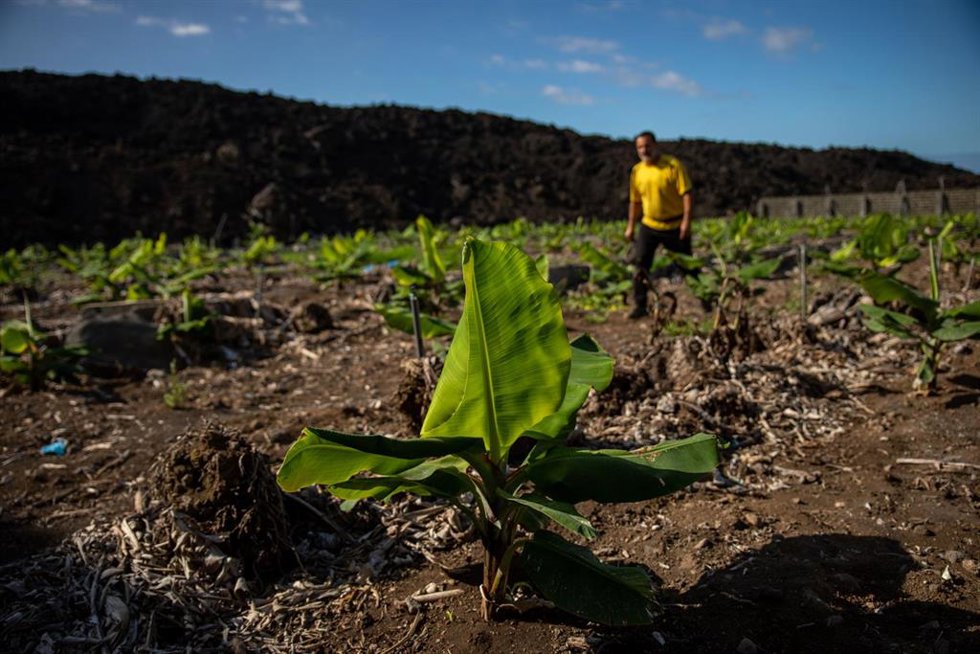 Archivo - Un hombre en la replantación de varias fincas de cultivo de plátano que quedaron arrasadas por la lava del volcán en el municipio de Tazacorte