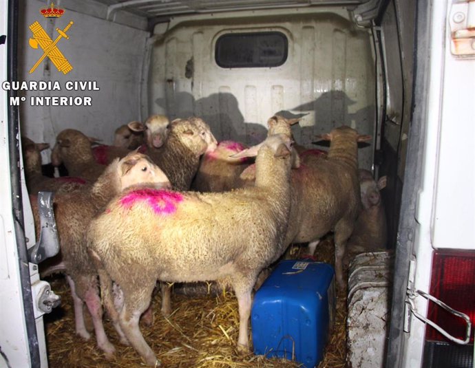 La Guardia Civil desmantela un grupo dedicado al robo de ganado en varias zonas de Navarra