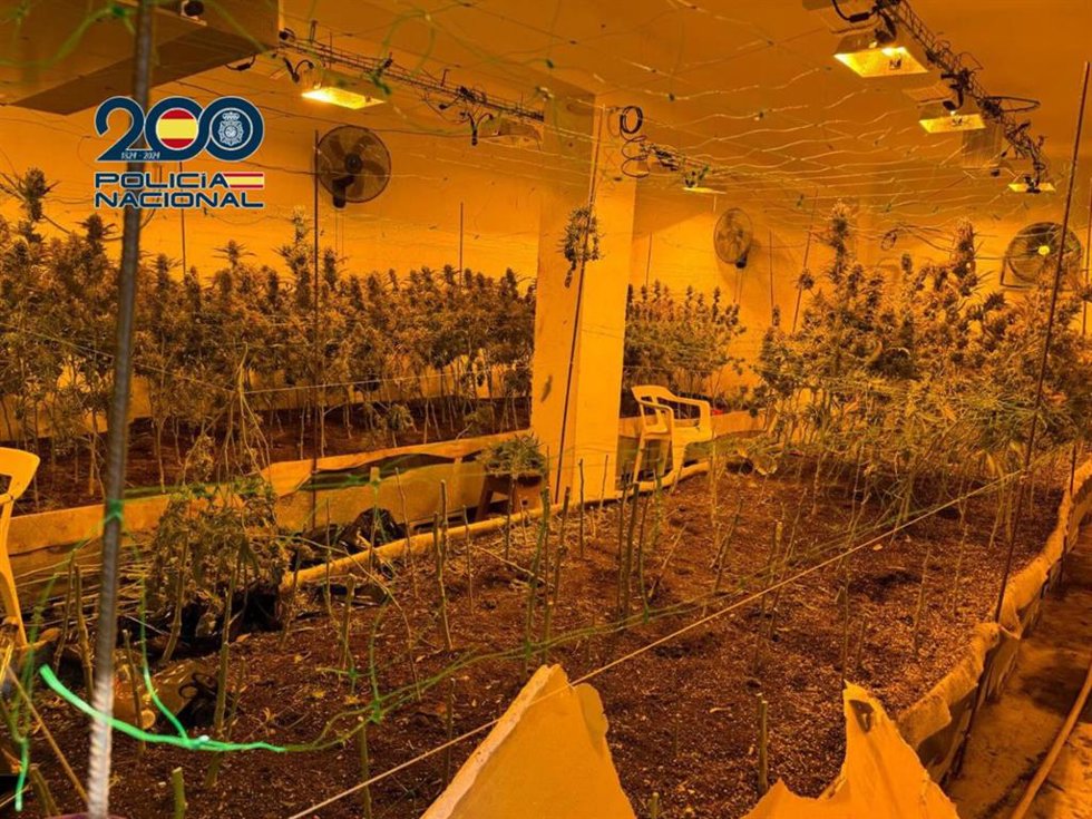Plantación interior de marihuana localizada en el distrito zaragozano de Miralbueno.