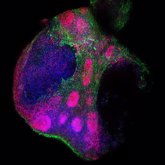 Foto: Investigadores del ISCIII revelan un nuevo protocolo para crear organoides cerebrales a partir de células madre