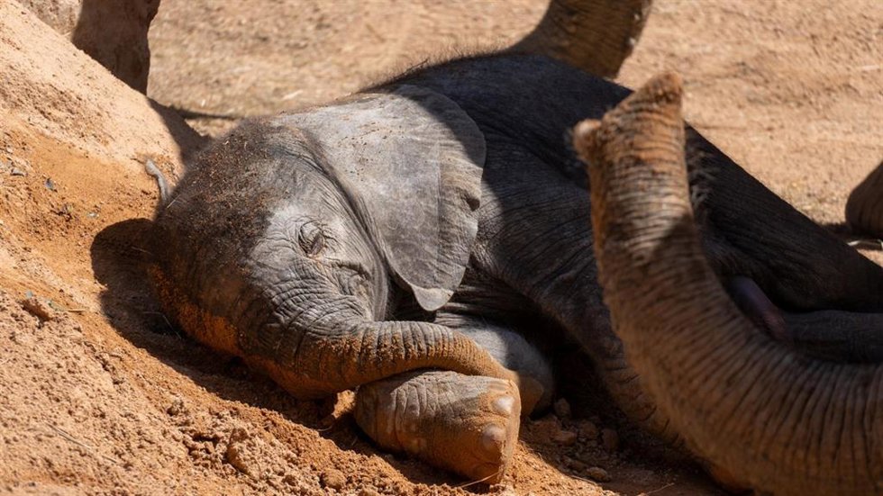 BIOPARC Valencia comparte la votación para elegir el nombre del elefantito
