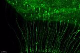 Foto: Descubren la implicación de linajes paralelos de células madre en la creación de neuronas