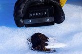 Foto: Los meteoritos desaparecen a miles en la Antártida por el calentamiento