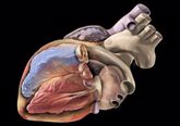 Foto: Investigadores proponen un nuevo modelo de AI para precisar el diagnóstico y tratamiento de las arritmias de corazón
