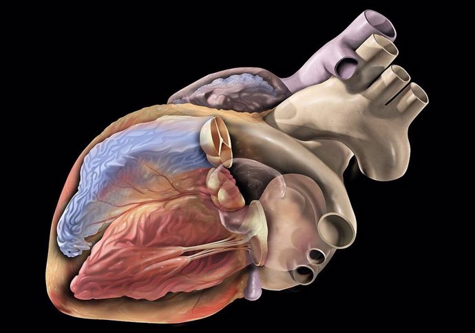 Un nuevo modelo de IA para precisar el diagnóstico y tratamiento de algunas arritmias de corazón: la propuesta de un estudio liderado por la UPF