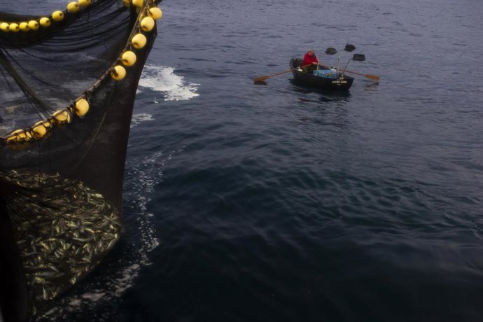 Archivo - La chalupa apoya a la pesca de la anchoa en el amanecer junto a la captura con la red llena de peces  .