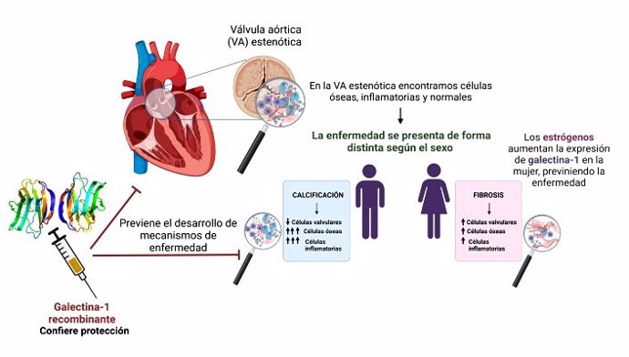 La galectina-1 previene mecanismos patológicos implicados en estenosis aortica, según un estudio con participación del Instituto de Investigación Sanitaria de la Fundación Jiménez Díaz