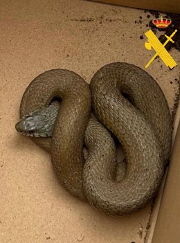 Imagen de la serpiente encontrada.