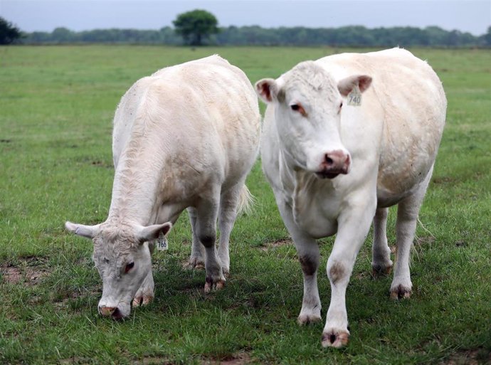 Archivo - Imagen de archivo de unas vacas en Texas