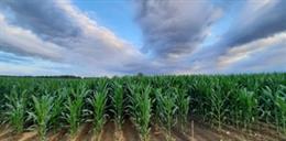 Cultivos de maíz en Aragón.