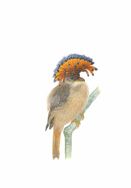El Museo Nacional de Ciencias Naturales de Madrid expone las acuarelas de fauna neotropical pintadas de Viviane Chonchol