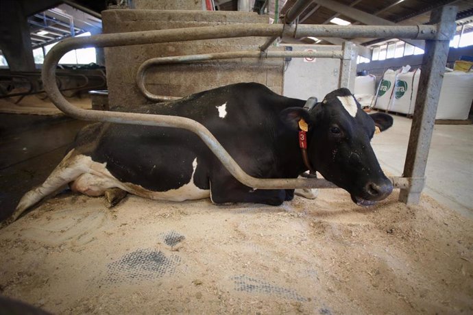 Archivo - Una vaca de una ganadería de lácteo en Sabadelle, a 7 de agosto de 2023, en Chantada, Lugo, Galicia (España). Ganaderos gallegos han denunciado en los últimos días "abandono" por parte de la Xunta ante la vacunación contra la lengua azul. A este