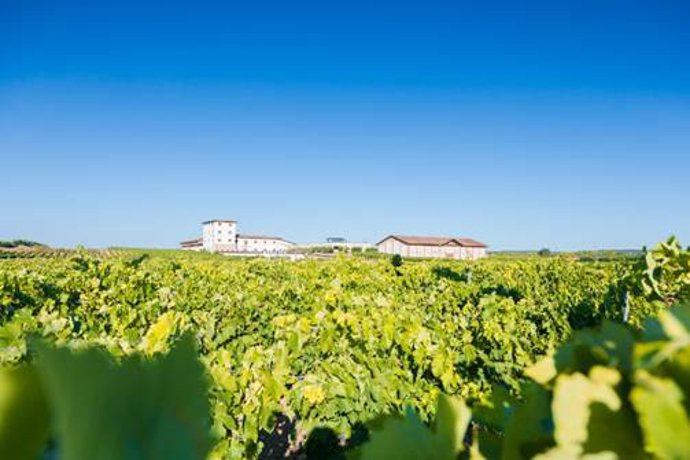 Imagen de los viñedos de Bodegas Marco Real