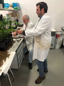 Investigadores con plantas de arándano.