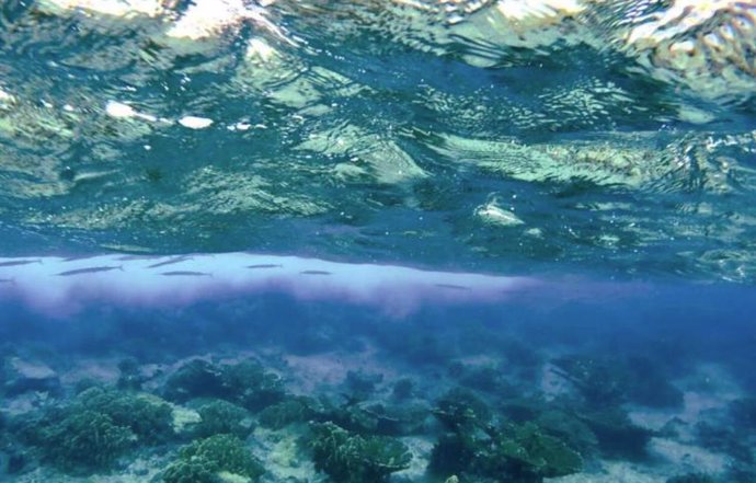 Pez aguja de aleta roja (Strongylura notata) "escondido" debajo de la superficie del mar cerca de la isla caribeña de Curazao.