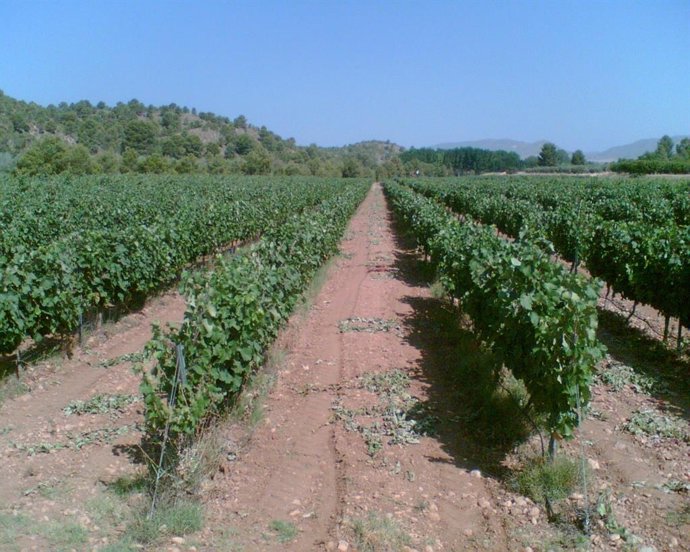 Archivo - Viñedo. Foto de archivo.