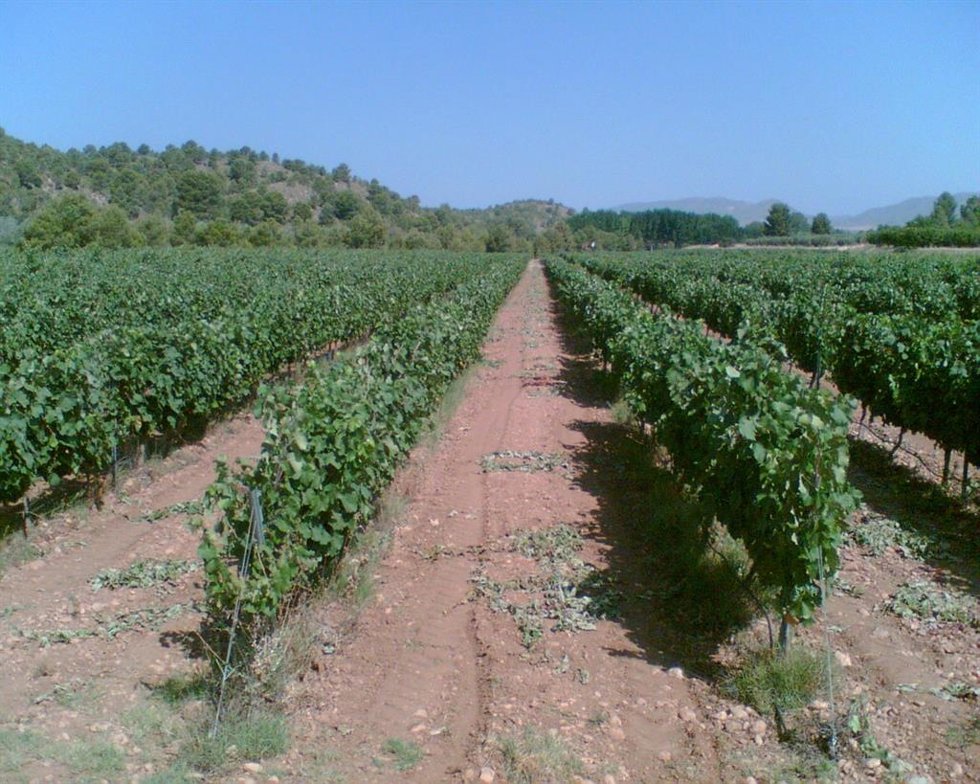 Archivo - Viñedo. Foto de archivo.