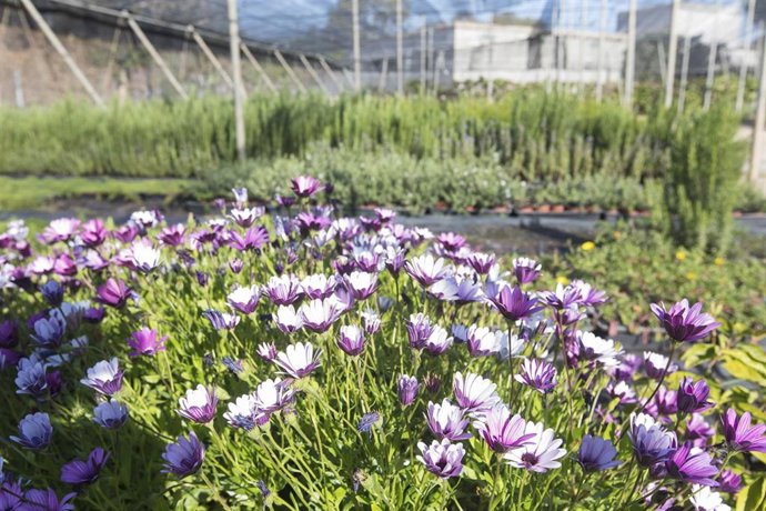 Archivo - Vivero provincial.