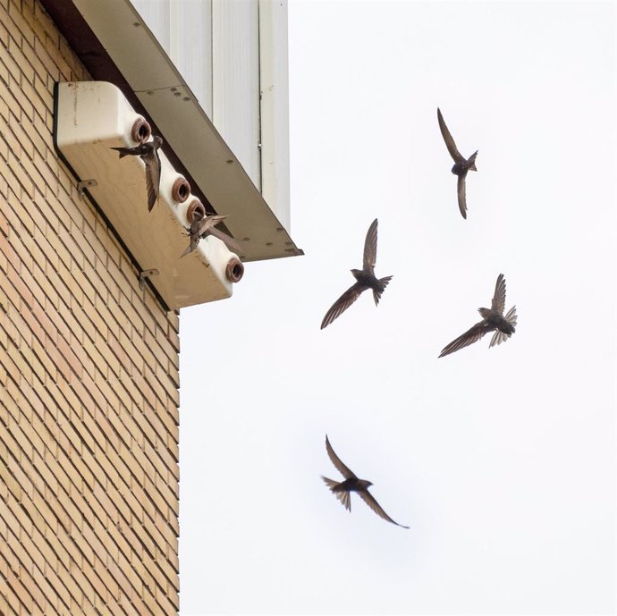 Archivo - SEO/BirdLife pide la protección de los nidos de vencejos durante las obras de rehabilitación de edificios.