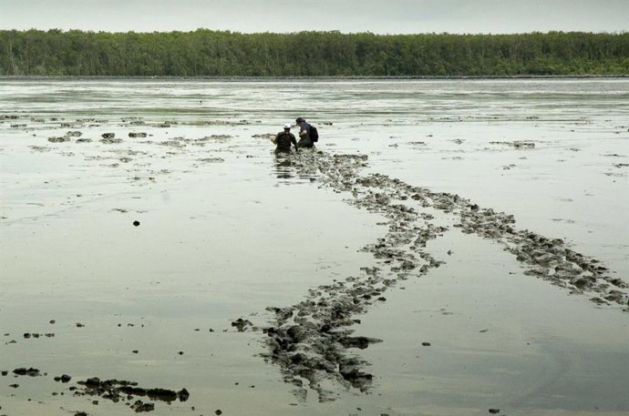 Las marismas bordean gran parte de la costa del mundo y son similares en superficie a nivel mundial a los ecosistemas de manglares. Aquí, durante la marea baja, se exponen extensas marismas frente a la costa este de Sumatra, Indonesia.