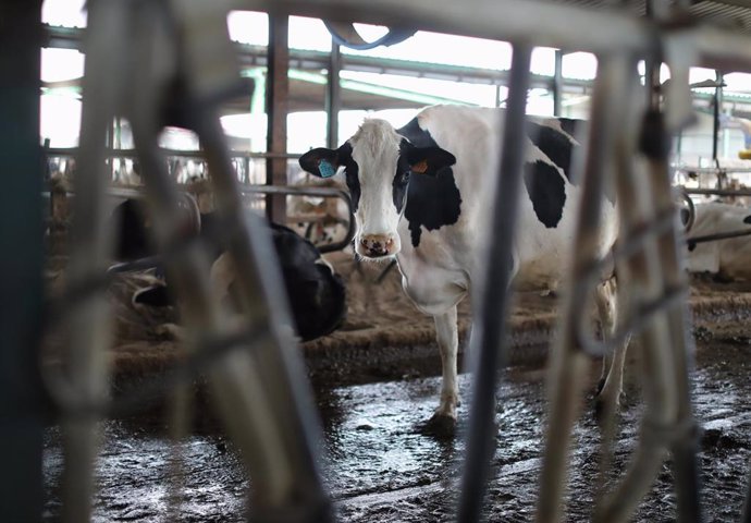 Archivo - Una vaca lechera, de la raza bovina frisona, en las instalaciones de la granja, Sociedad Agraria de Transformación (SAT) Hermanos Miguel, a 19 de marzo, en Talavera de la Reina, Toledo, Castilla La Mancha (España). 