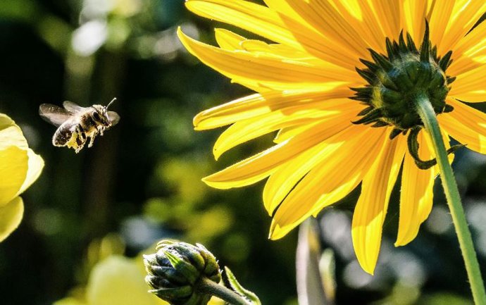 Archivo - Abejas y flores