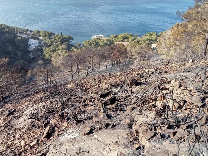 Terreno afectado por el incendio forestal en Costa dels Pins (Mallorca).