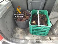 Intervenidos 34 kilos de erizos de mar capturados ilegalmente en Mijas (Málaga)