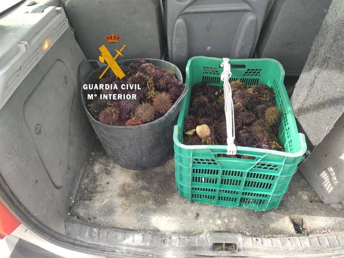 Erizos de mar capturados ilegalmente