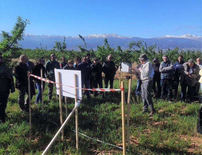 El Ifapa inicia un proyecto para evaluar la sostenibilidad del almendro ecológico de secano en Andalucía oriental