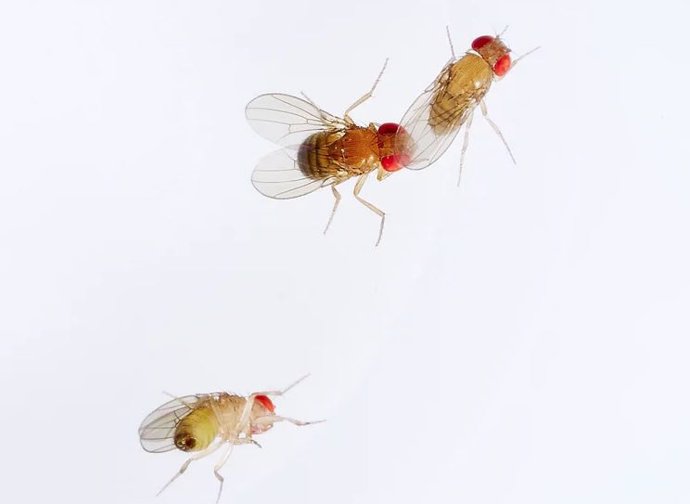 En un experimento de apareamiento, una hembra de Drosophila simulans es cortejada por un macho de Drosophila mauritiana.