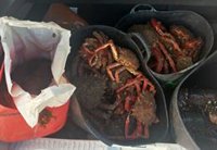 Intervienen en Los Barrios (Cádiz) más de 20 kilos de pescados y mariscos destinados a la venta ilegal