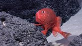 Foto: Chile.- Científicos hallan 50 nuevas especies en zonas submarinas poco exploradas