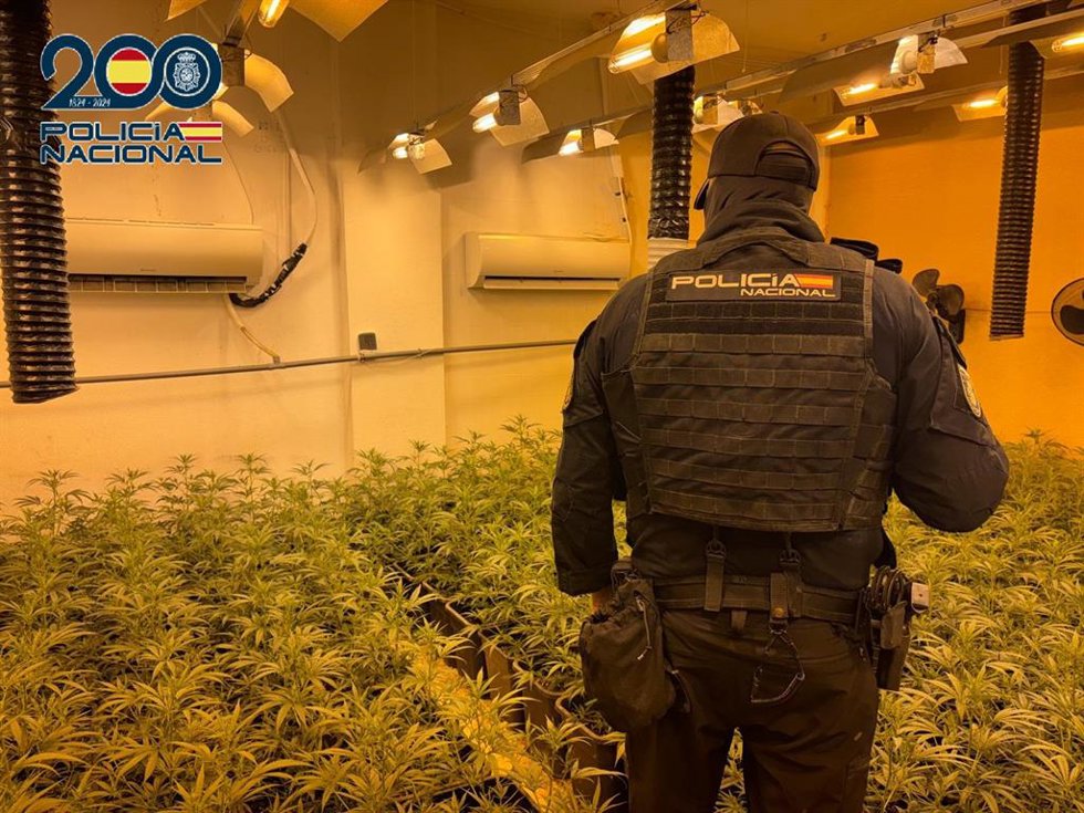 Un agente de Policía en una de las plantaciones de marihuana intervenidas en Sanlúcar.