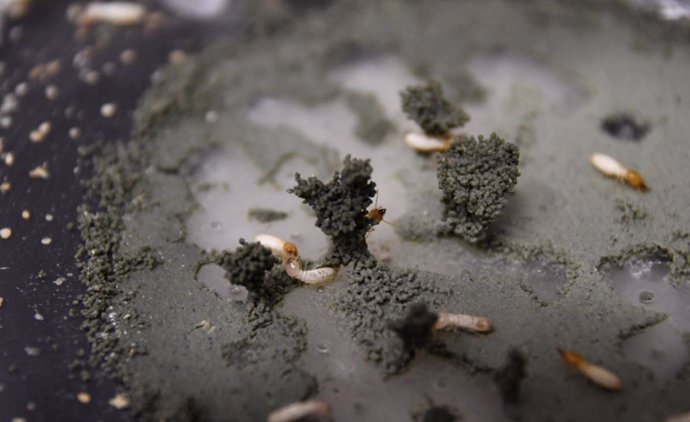 Las termitas (Coptotermes gestroi) han construido espontáneamente algunos pilares en el campo experimental.