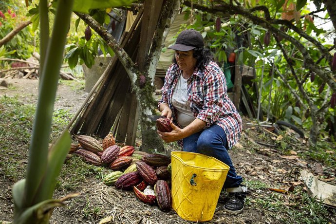 Archivo - Dana Araque trabajando en una plantación de cacao