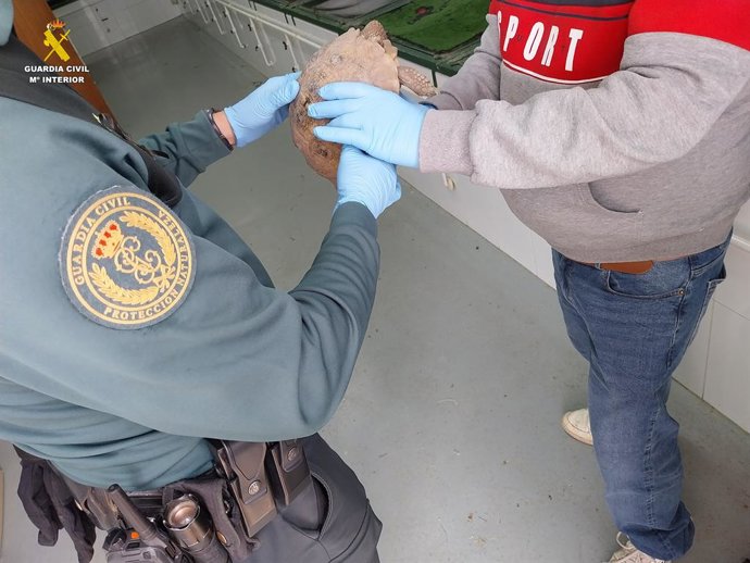 Exemplar de Tortuga Mora intervingut