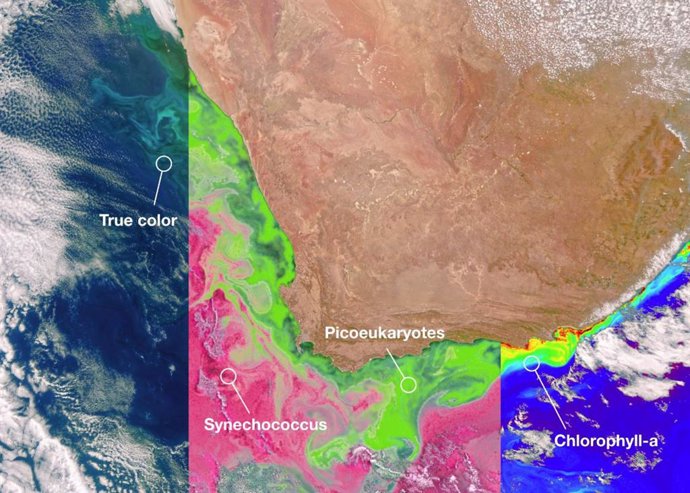 Diferentes comunidades de estos organismos marinos microscópicos en el océano frente a la costa de Sudáfrica