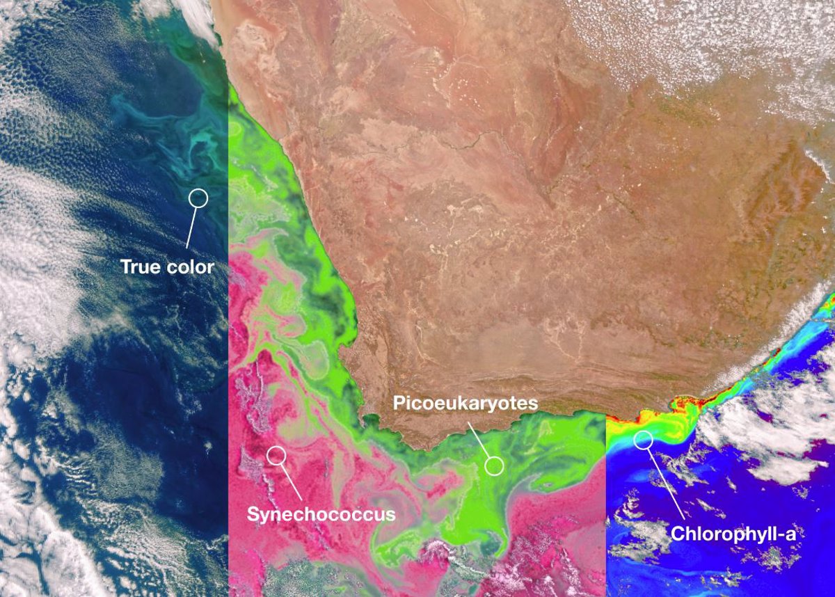 The PACE satellite distinguishes phytoplankton communities from space