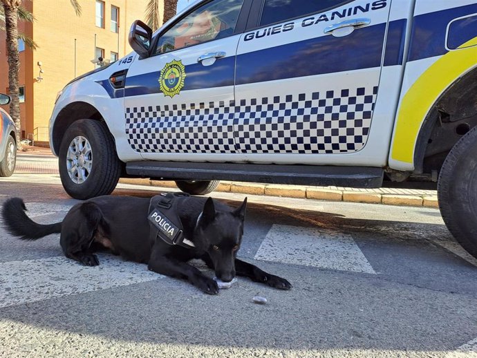 Unidad canina de la Policía Local de Elche (Alicante)