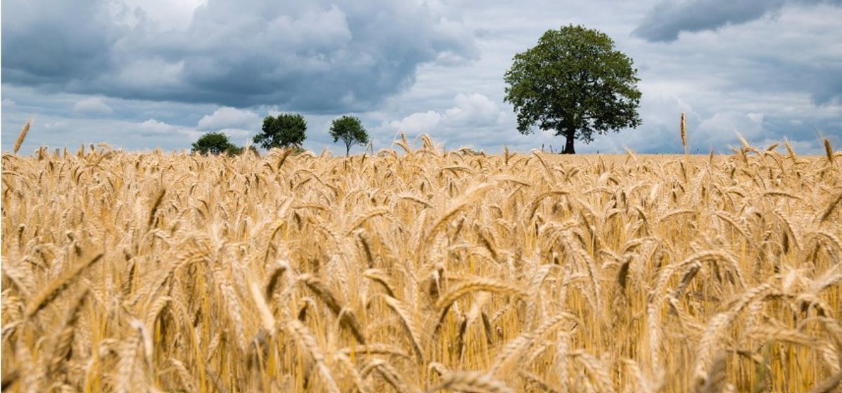 El DOE publica los miembros del Pleno del Observatorio de Precios y Cadena de Valor del Sector Agroalimentario extremeño