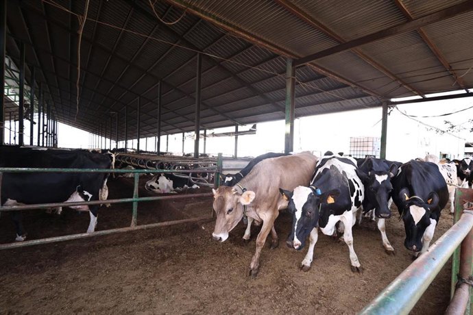 Archivo - Detalle de una vaquería en la provincia de Sevilla.