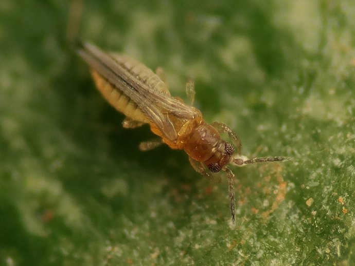 Plaga de cuarentena Scirtothrips aurantii.