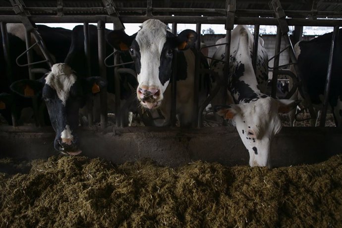 Archivo - Varias vacas en una ganadería de lácteo en la parroquia de Piñeiro, a 14 de noviembre de 2023, en Xermade, Lugo, Galicia (España). Son 18 comarcas veterinarias las afectadas por algún brote de Enfermedad Hemorrágica Epizoótica (EHE), la cual ha 