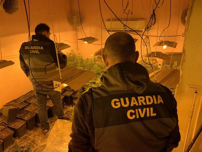 Agentes desarticulan un punto de producción de marihuana.