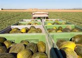 Foto: Aconsejan a productores de sandía y melón ajustar su oferta a la demanda para evitar el desplome de precios