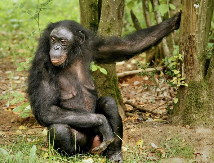 Bonobo