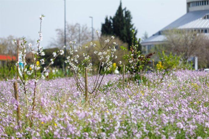 Espacio del Bosque de los zaragozanos en los Campos del Canal.
