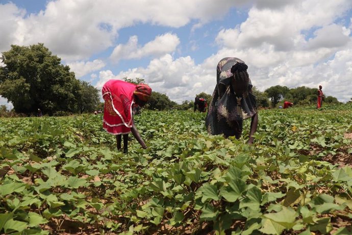 Imagen de varios agricultores sursudaneses cultivando patata.